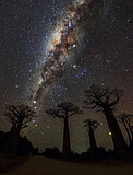 Milky Way over Avenue of Baobabs