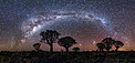 Milky Way Over Quiver Tree